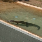 Crocodile