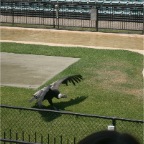 Condor