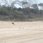 Rescued Wallabie