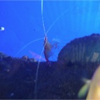 Underwater World 5