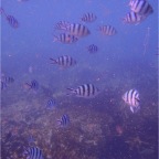 Whitsundays 7