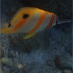 Whitsundays 10