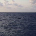 Whitsundays 36