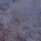 Whitsundays 43